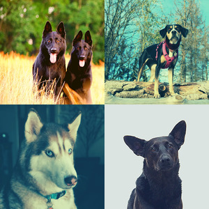 优美可爱的狗器乐