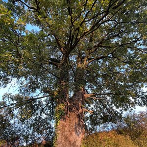 Beautiful Dreamer in the Temple of Leaves