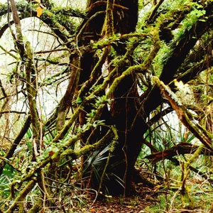 Daydream (Pryces Remix)