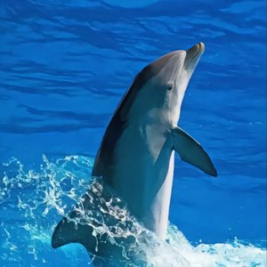 海洋灾难日