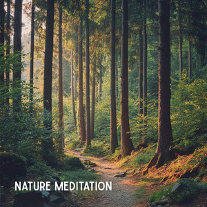 癒しギターヒーリングの極み 癒しのギターとリラックス音楽で織りなすストレス解消のための睡眠用BGMと眠れる曲 (自律神経を整える睡眠用 森 鳥)