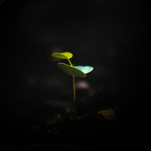 Uncreated