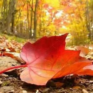落叶知秋 2