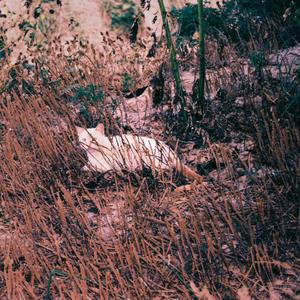 Death Will Come and It Will Have Your Eyes