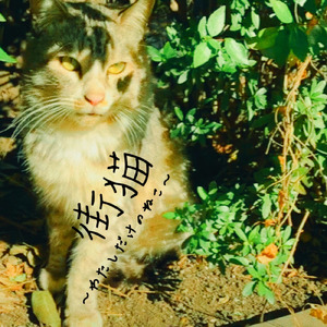 街猫～わたしだけのねこ～