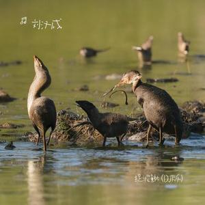 捉泥鳅 (DJ版) (Remix)