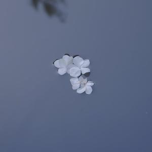 棠梨煎雪