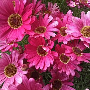 玩具城堡（纯音乐）