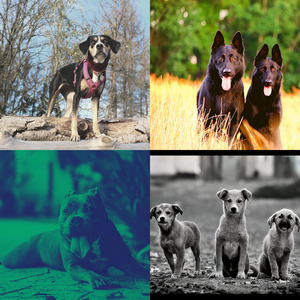 精彩孤独的狗环境