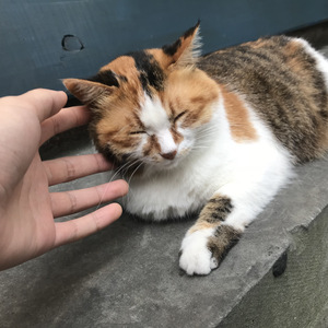 以为你还在我身边