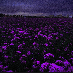 坍塌·薰衣草的墓志铭