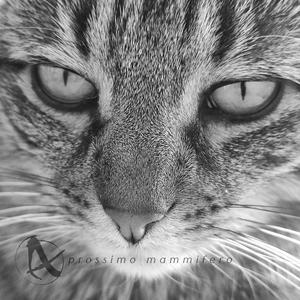 Prossimo mammifero (Instrumental)