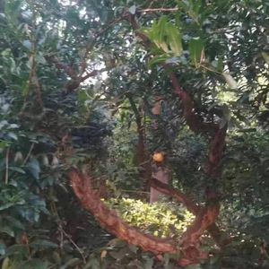 那时的我们 伴奏