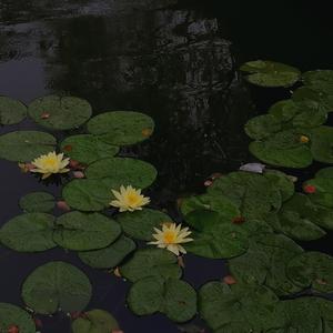 "只剩下江南的烟雨"