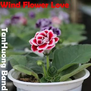 Wind Flower Love