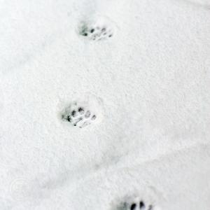Snowy Paw Print