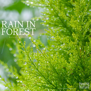 제주 올레길에 뿌려지는 빗소리 3