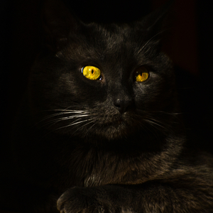 Dark