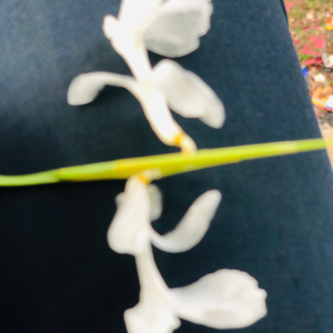 Kacha Badam -Bhuban Badyakar