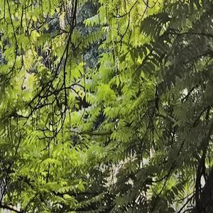 Yaweeee yaweeee (Live)