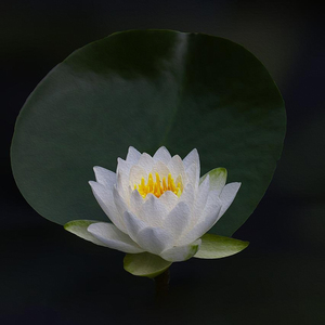 山谷的哼唱 (佛教冥想音乐)