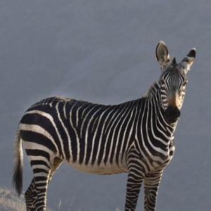 多想在平庸的生活拥抱你