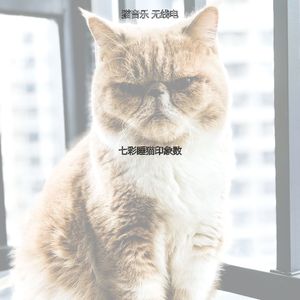 诗意的可爱猫咪节奏