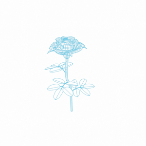 Blue Rose