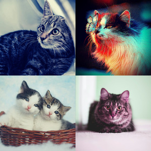 温和放松的猫梦想