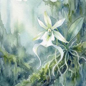 Ghost Orchid