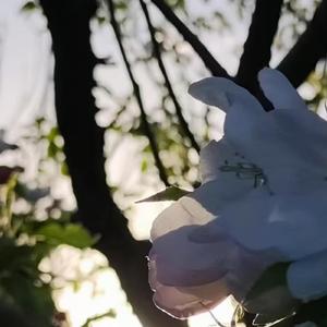 科苑东路1号回响 (Remix)