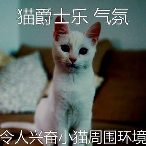 安静的猫在家声音