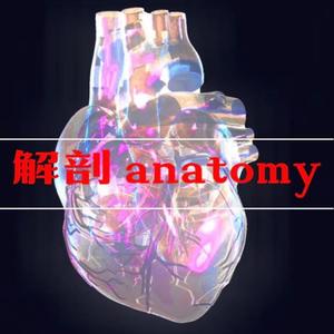 解剖 anatomy