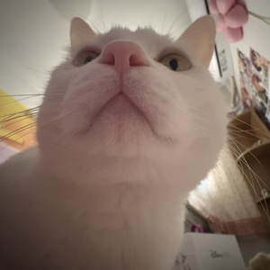 腥风血雨 （prod.No Birthday）