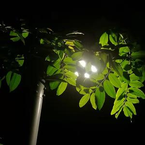 晚安 （cover：苏运莹）