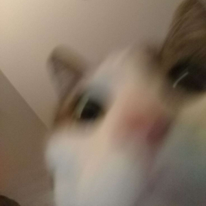 ANIME PHONK (Slowed + Reverb)