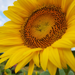 White Harley Davidson
