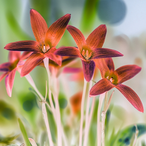 Hypoxis