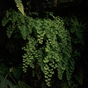 Bryophyte