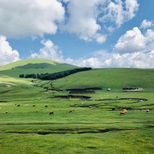 乌兰布统大草原