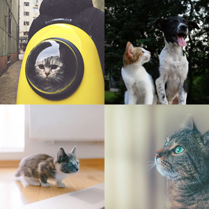 有趣可爱猫咪情怀