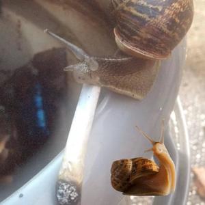 snail