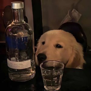 心向自由