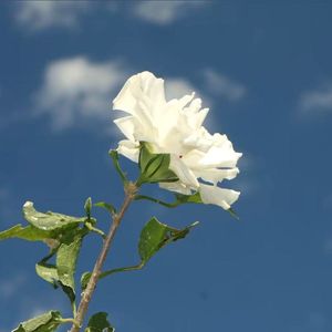 木槿花
