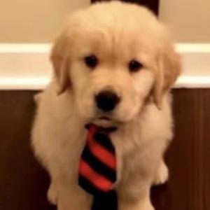 skullcandy headphones