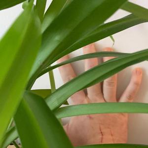 Give Your Goon a Touque