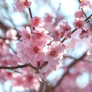 爱意（金风玉露变奏）
