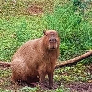 Mozart Piano Sonata 1