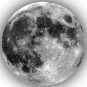 ブルーバード（青鸟）