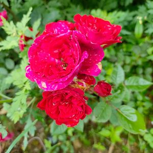 是想你的声音啊